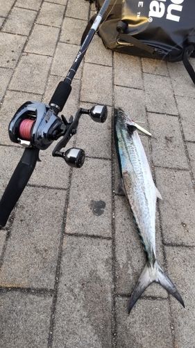 サゴシの釣果