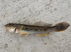 ハゼの釣果