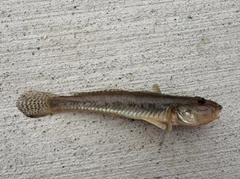 ハゼの釣果
