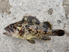 タケノコメバルの釣果