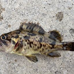 タケノコメバル