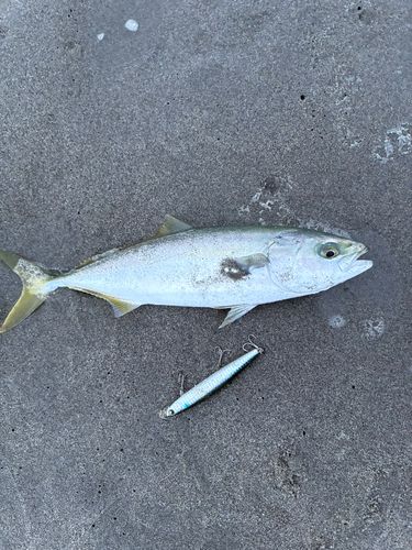 大倉戸海岸