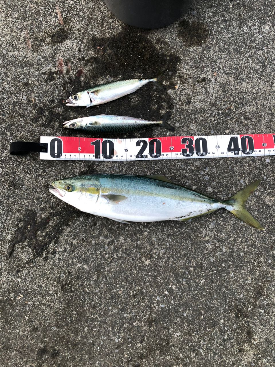 SHIMANO 17サハラ C5000XGの最安値・インプレ・釣果 | 本音の口コミが