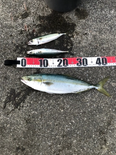 イナダの釣果