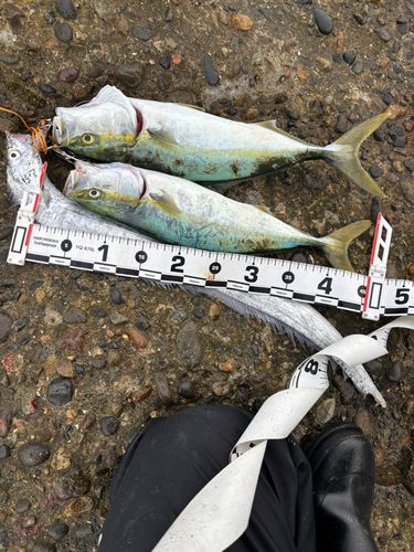 イナダの釣果
