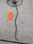 ダイナンウミヘビの釣果