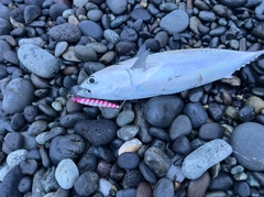 ソウダガツオの釣果