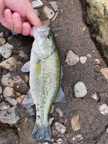 ラージマウスバスの釣果