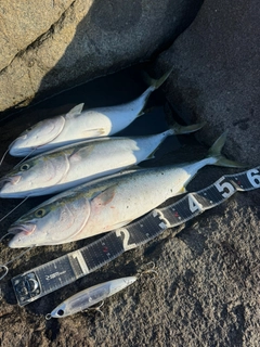 ワラサの釣果