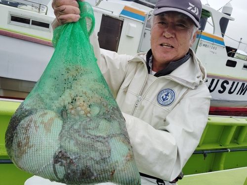 マダコの釣果