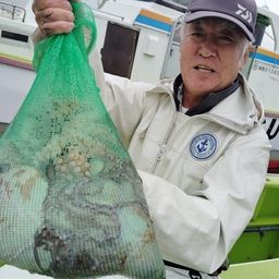 マダコ