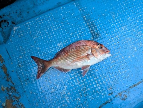 マダイの釣果