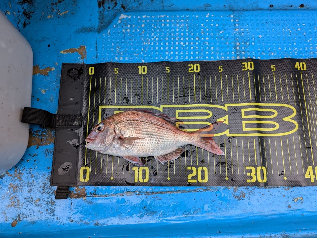 渦波さんの釣果 2枚目の画像