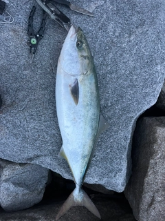 メジロの釣果