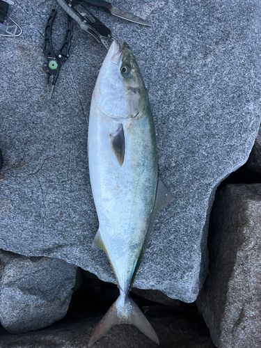 メジロの釣果