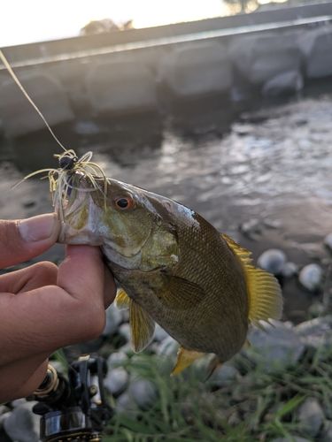 スモールマウスバスの釣果