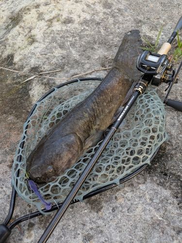 ナマズの釣果
