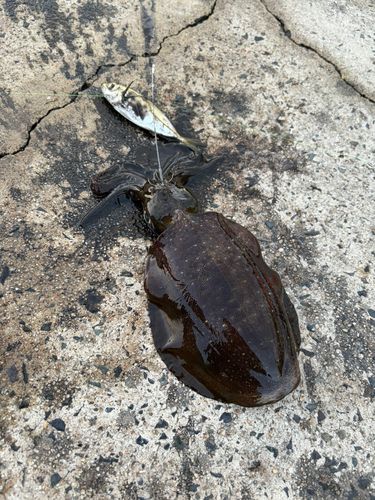 アオリイカの釣果