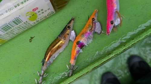 シロサバフグの釣果