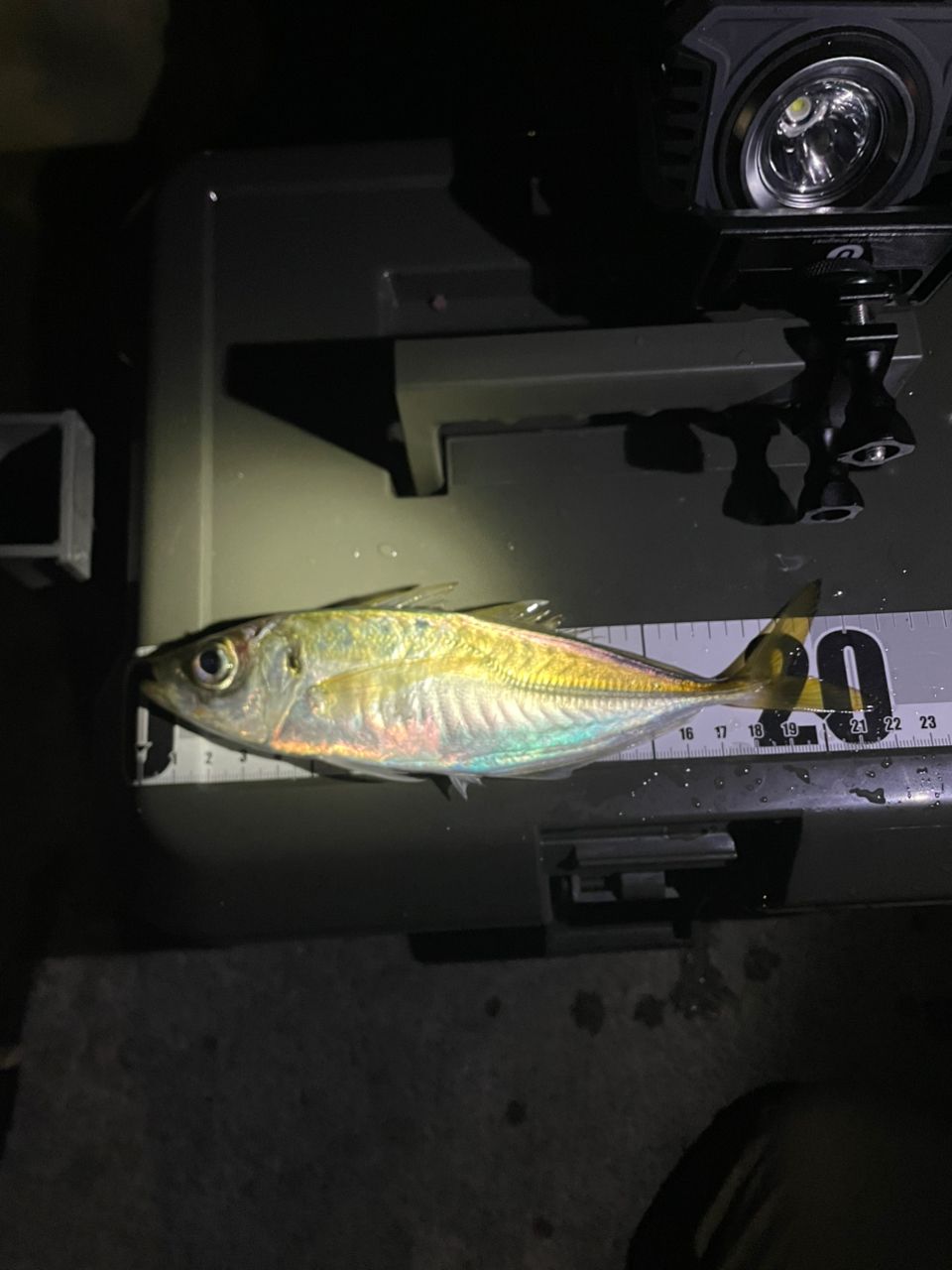 アジ