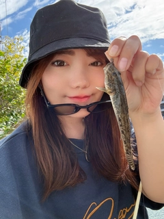 ハゼの釣果