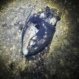 コウイカ