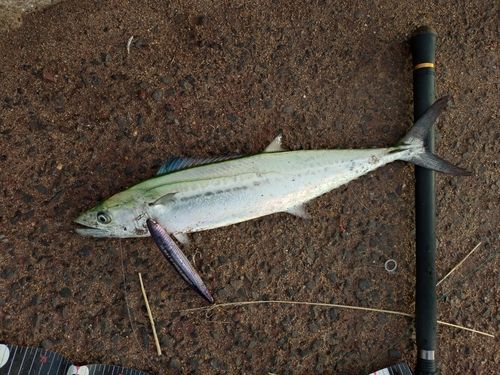 サゴシの釣果