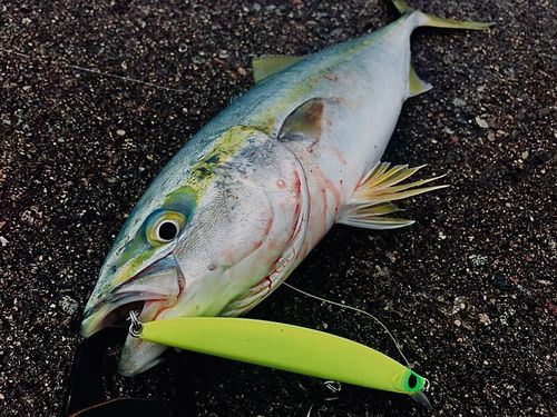 イナダの釣果