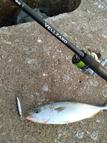イナダの釣果