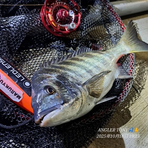 チヌの釣果