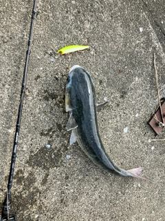 ボラの釣果
