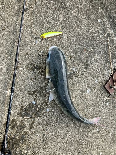 ボラの釣果