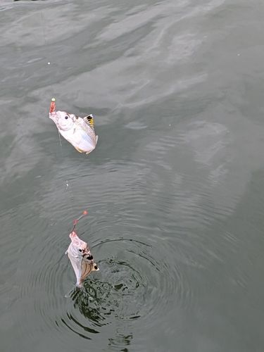釣果