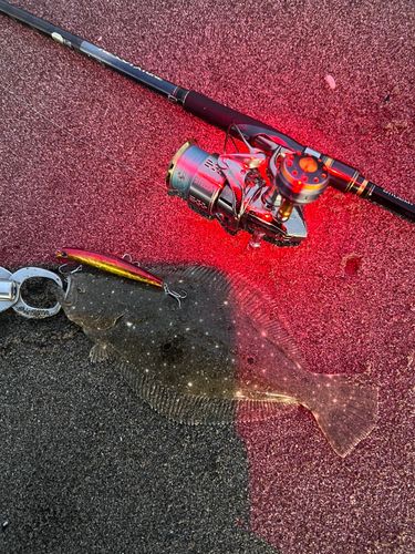 ソゲの釣果