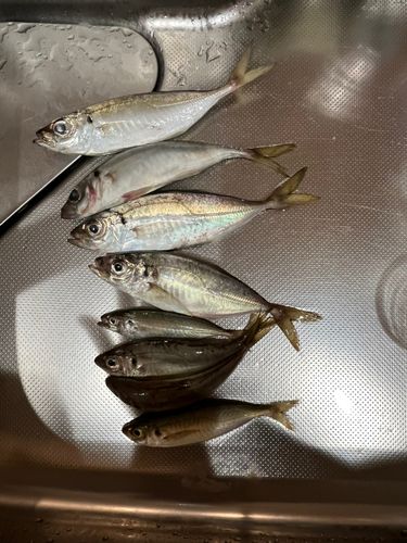 マアジの釣果