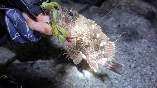 カサゴの釣果