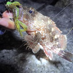 カサゴ