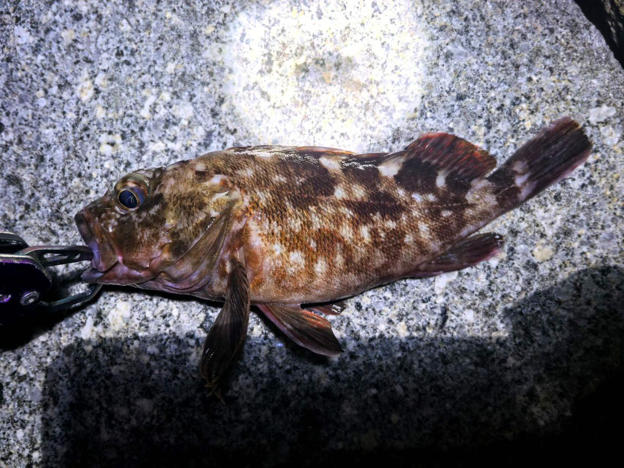 カサゴ