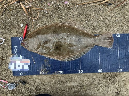 ヒラメの釣果