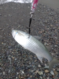 ボラの釣果