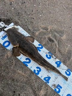マゴチの釣果