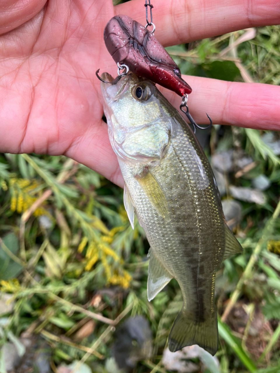 ラージマウスバス