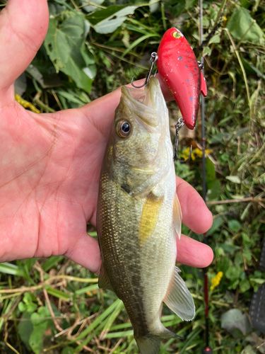 ラージマウスバスの釣果