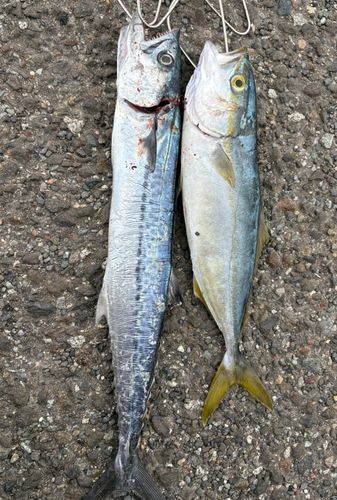 サゴシの釣果