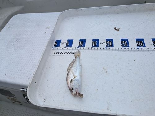 コモンハタの釣果