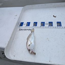 コモンハタ