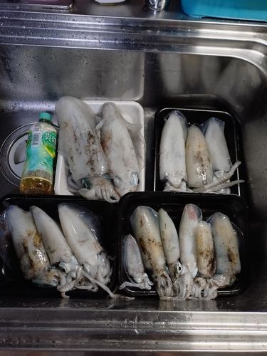 アオリイカの釣果