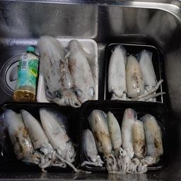 アオリイカ