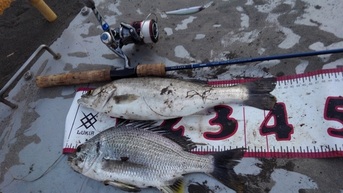 シーバスの釣果