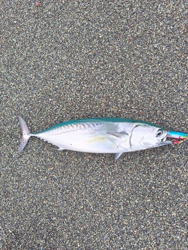 西湘サーフ